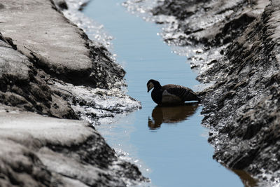 Duck swimming in lake