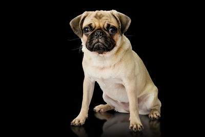 Portrait of dog against black background