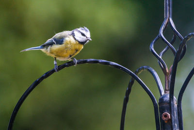 Close-up of bird perching outdoors