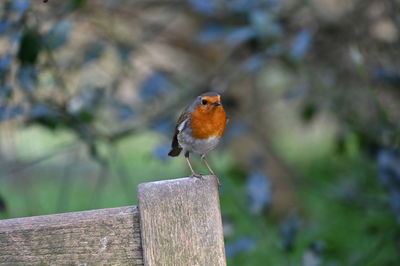 Close-up of bird perching on wooden post