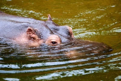 View of turtle swimming in lake