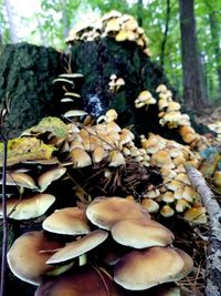 Close-up of mushrooms growing on tree trunk