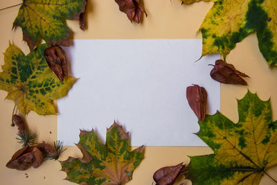 High angle view of autumn leaves on table