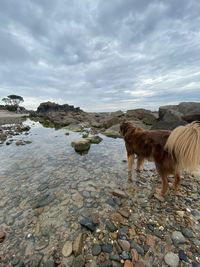 View of a sheep in water