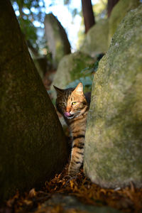 Portrait of cat on tree trunk