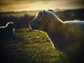 Side view of an animal on land