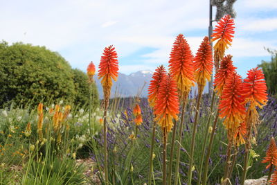 Close-up of flowering plants on field against sky