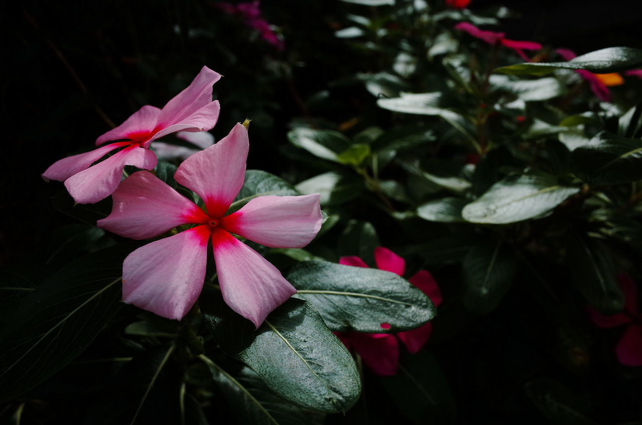 CLOSE-UP OF PINK ROSE PLANT