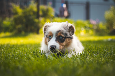 Australian shepherd puppy rests on the grass in the garden and smiles happily