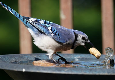 Close-up of bird perching on wood