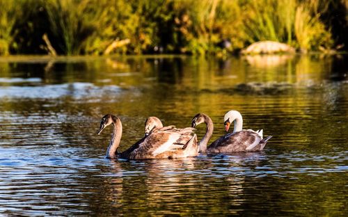 Side view of birds in water