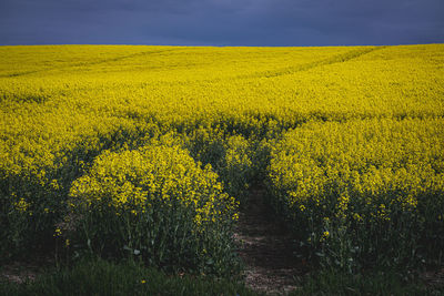 Scenic view of oilseed rape field