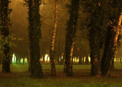 Trees in park