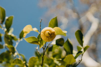 Close up lemon on tree