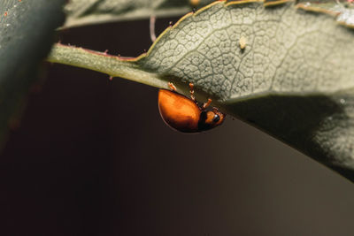 Close-up of waterdrops on leaf