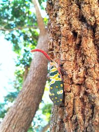 Close-up of horse hanging on tree trunk