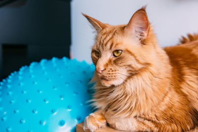 Beautiful red big cat maine coon sits at home