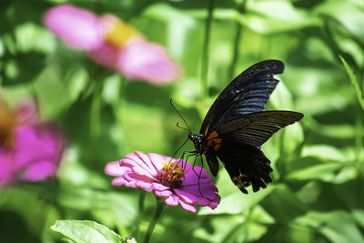 Close-up of butterfly pollinating on pink flower