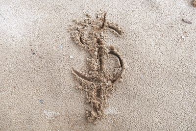 High angle view of starfish on beach