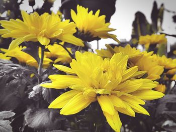 Close up of yellow flower