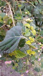 Close-up of insect on plant