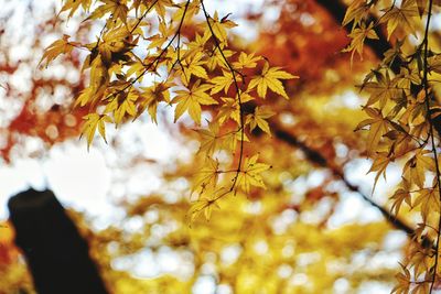 Low angle view of maple tree