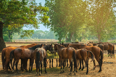 Horse grazing on field