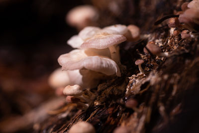 Close-up of wilted mushroom