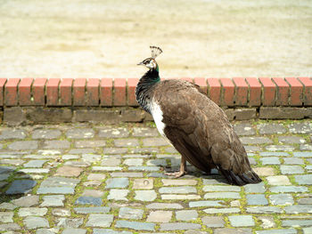 Close-up of pigeon perching on footpath