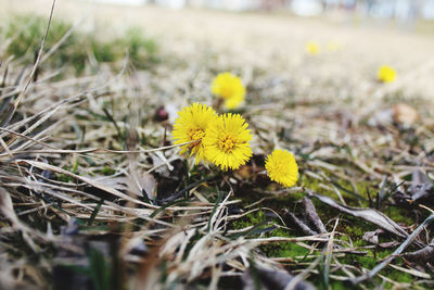Close-up of yellow flowering plant on land