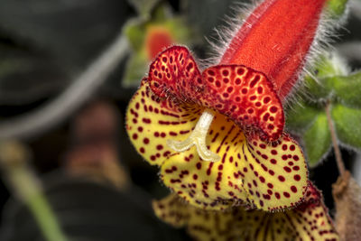 Close-up of butterfly on red flower