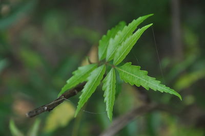 Close-up of fresh green plant