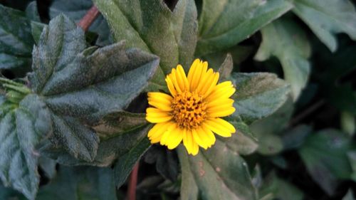 Close-up of yellow flower blooming outdoors