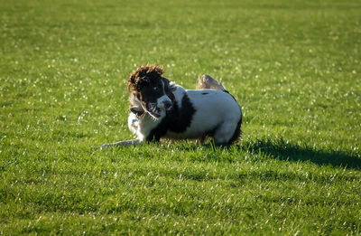 Side view of a dog on grassland