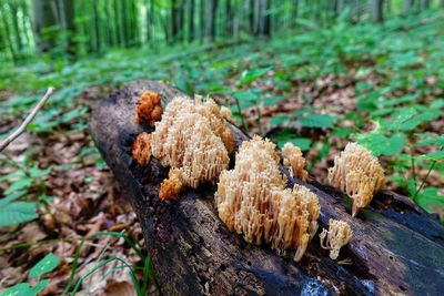 Close-up of mushroom growing on tree trunk
