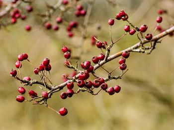 Close-up of berries growing on tree