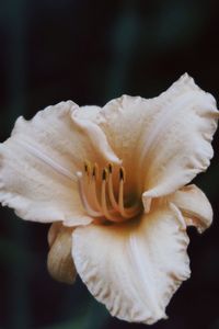 Close-up of flower against black background