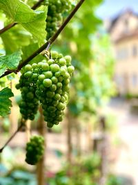 Close-up of grapes growing in vineyard