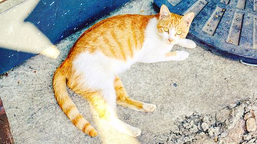 High angle view of cat looking at street