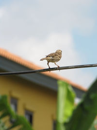 Low angle view of bird perching on leaf against sky