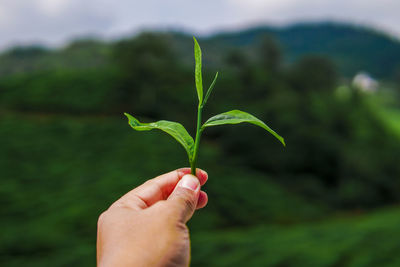 The man's hand held a tea leaf