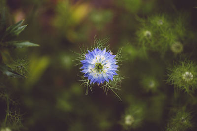 Close-up of purple flower in field