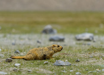 Marmot on a rock