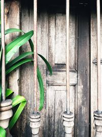 Plants against wall