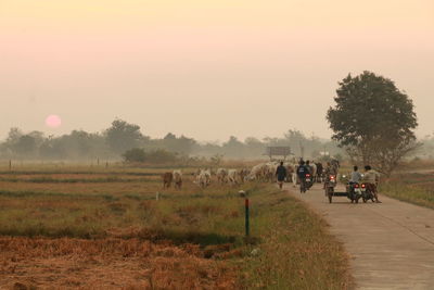 Horses in a field