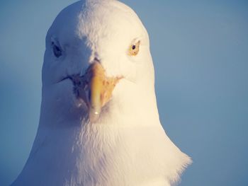 Close-up of seagull against clear blue sky