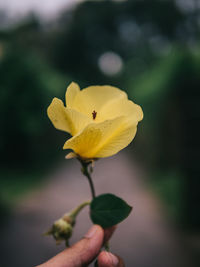Close-up of hand holding yellow flower
