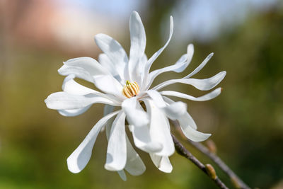 Close-up of white flowering plant