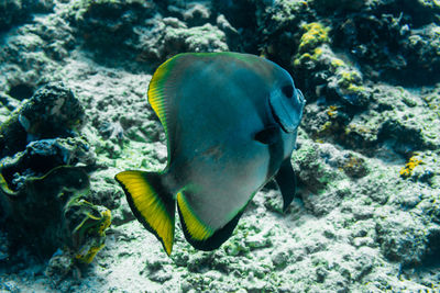 Fish swimming in sea