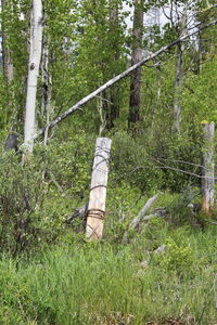 Trees on field in forest